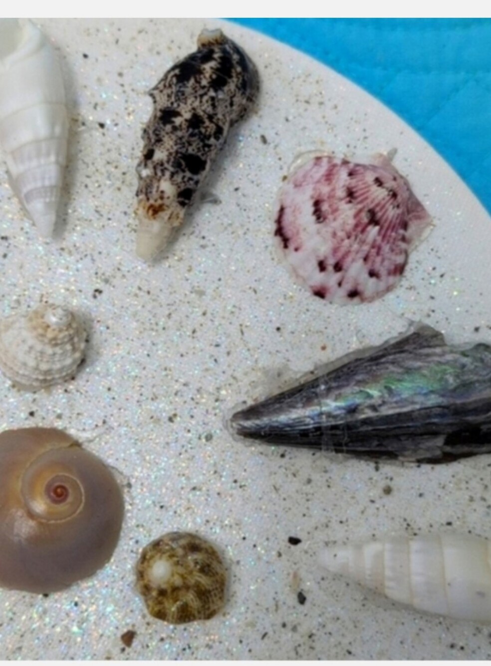 Seashell Art Wall Art. Home Decor Beach Art Coastal Home Goods - Picture 8 of 9